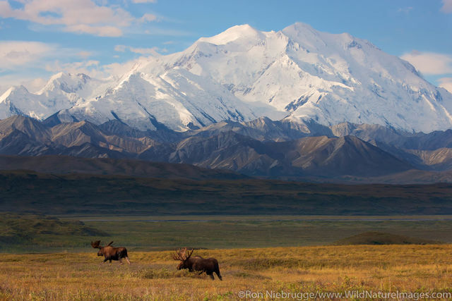 Bull Moose