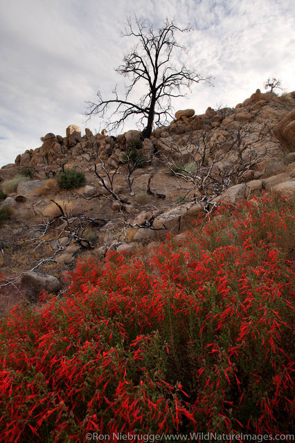 Mojave Desert