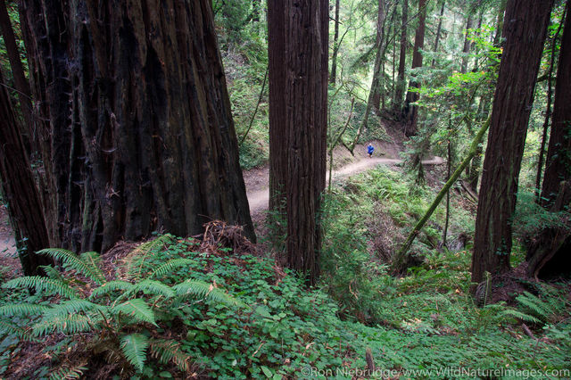 Nisene Marks State Park