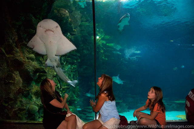 Shark Reef