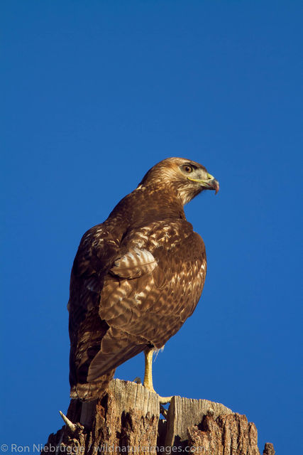 Swainson's Hawk,