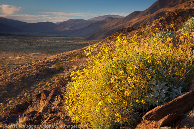 Brittlebush wildflowers