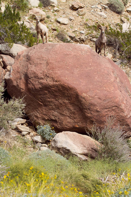 Peninsular Desert Bighorn Sheep
