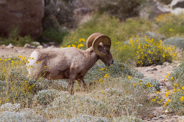 Peninsular Desert Bighorn Sheep