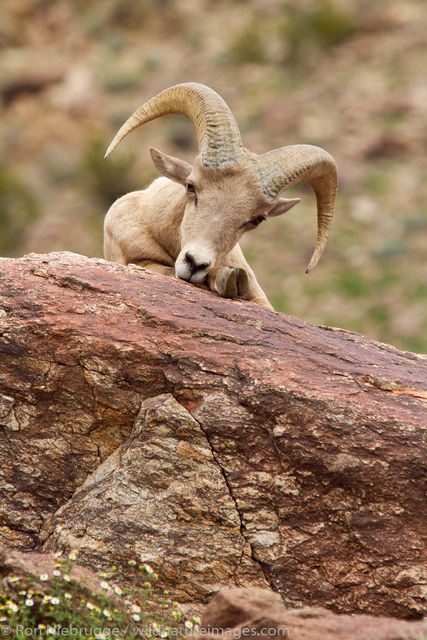 Peninsular Desert Bighorn Sheep