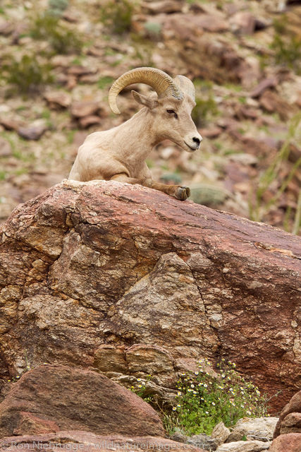 Peninsular Desert Bighorn Sheep