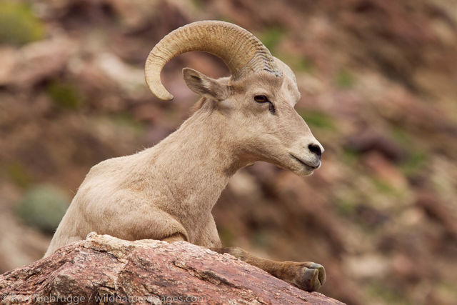 Peninsular Desert Bighorn Sheep