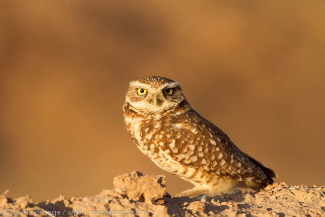 Burrowing Owl