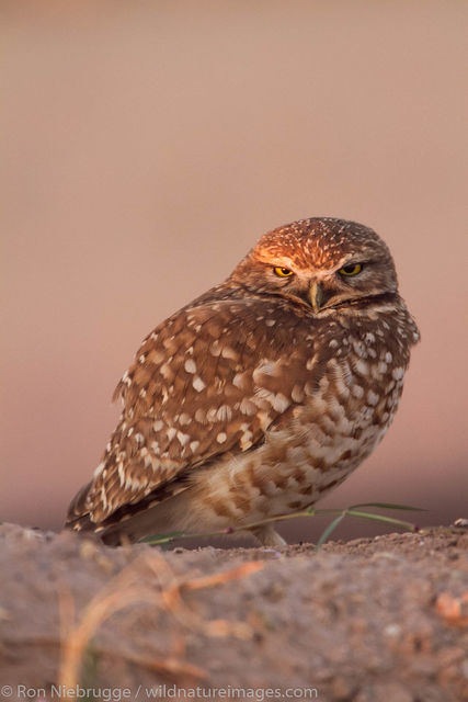 Burrowing Owl