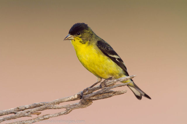 Lesser Goldfinch