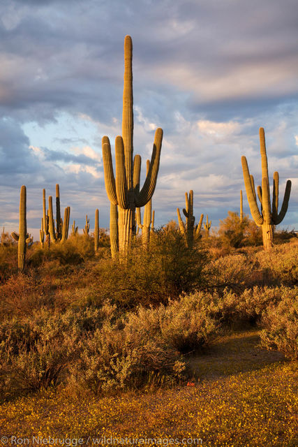 Tonto National Forest