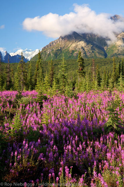 Fireweed near the Matanuska Glacier