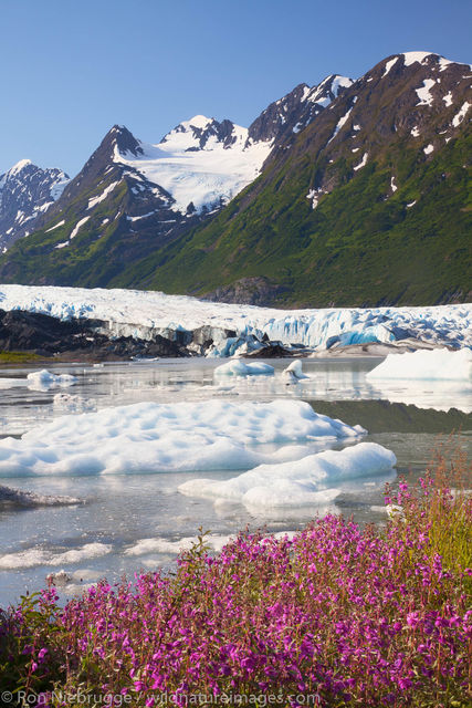 Fireweed field and the Spencer Glacier