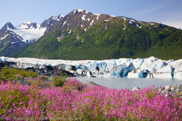 Fireweed field and the Spencer Glacier