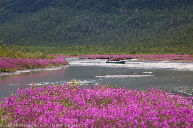 Fireweed field and the Spencer Glacier