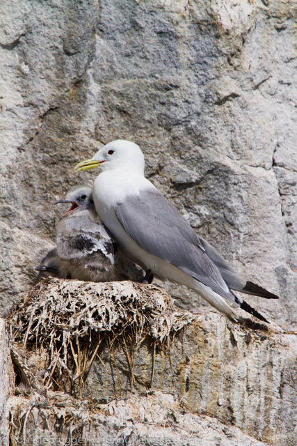Nesting Black-legged Kittiwakes