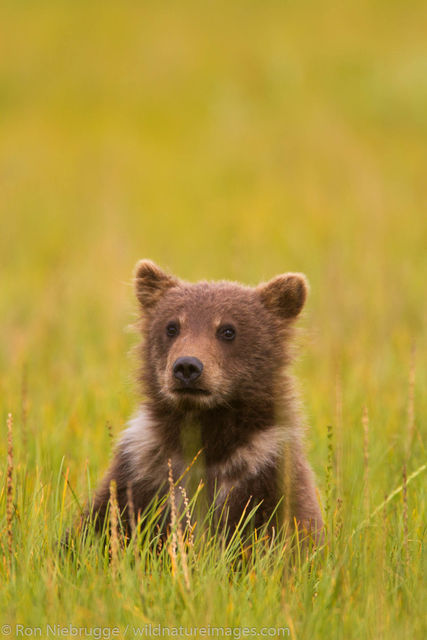 Brown Bear