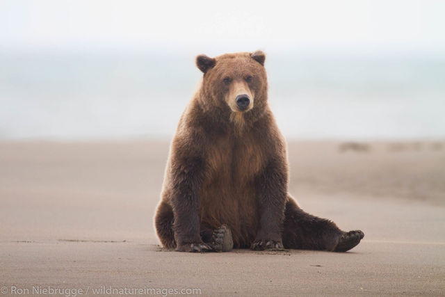 Brown Bear