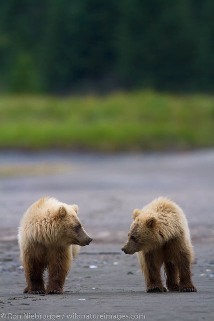 Bear Cubs