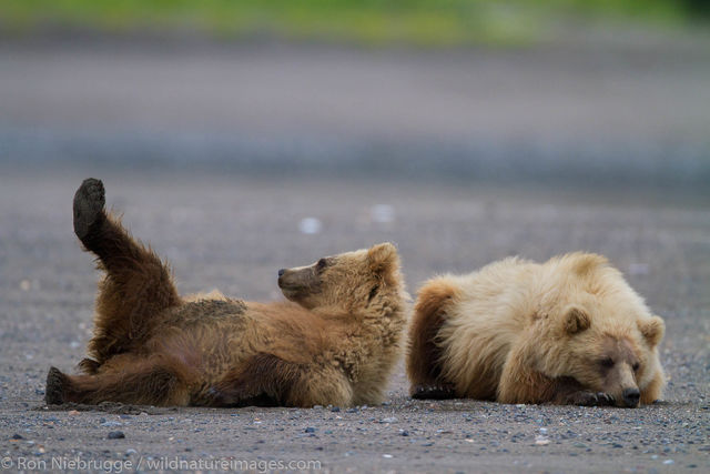 Bear Cubs