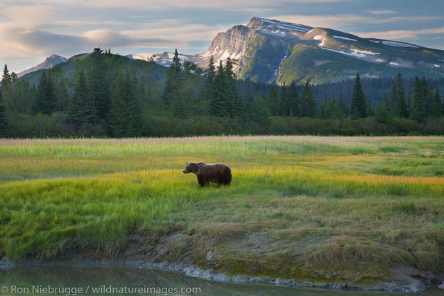 bear at Lake Clark N.P.