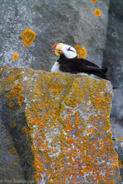 Horned Puffin