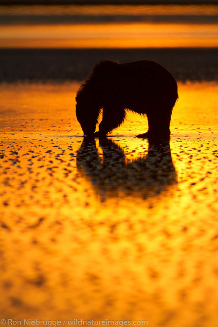 Brown Bear Sunrise