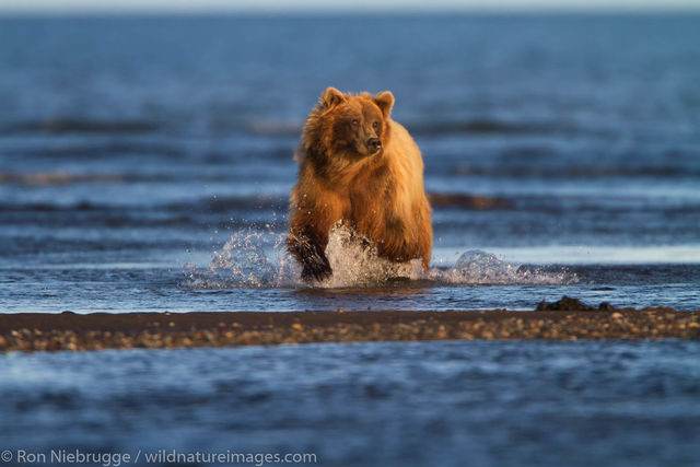 Brown Bear