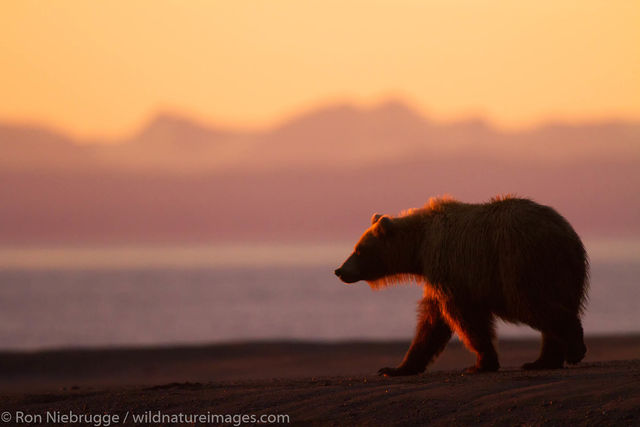 Brown Bear