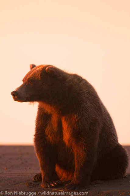 Brown Bear