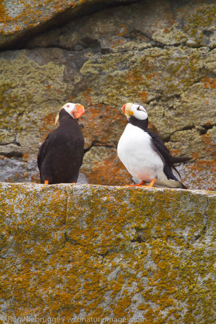 Horned andTufted Puffin