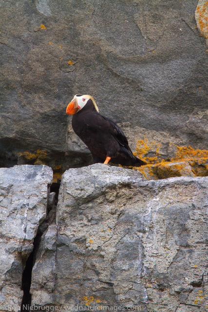Tufted Puffin