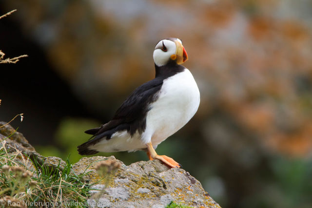 Horned Puffin
