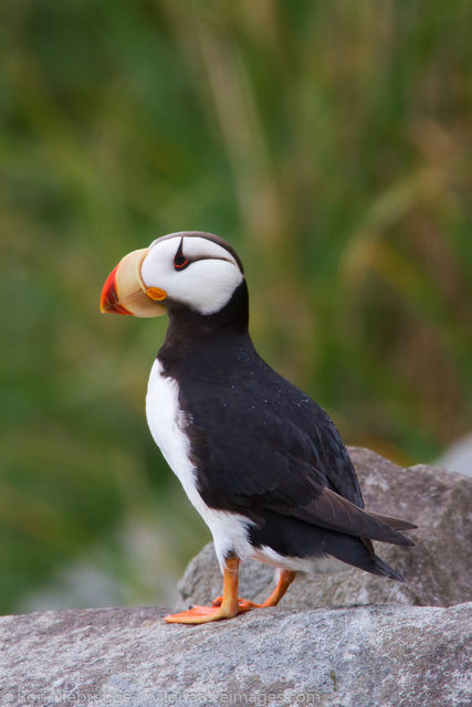 Horned Puffin