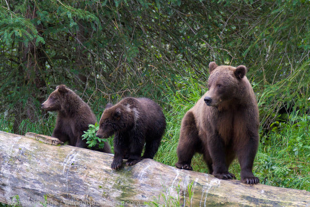 Brown Bear Family