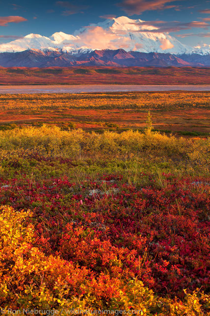 Autumn in Denali