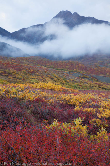 Denali National Park