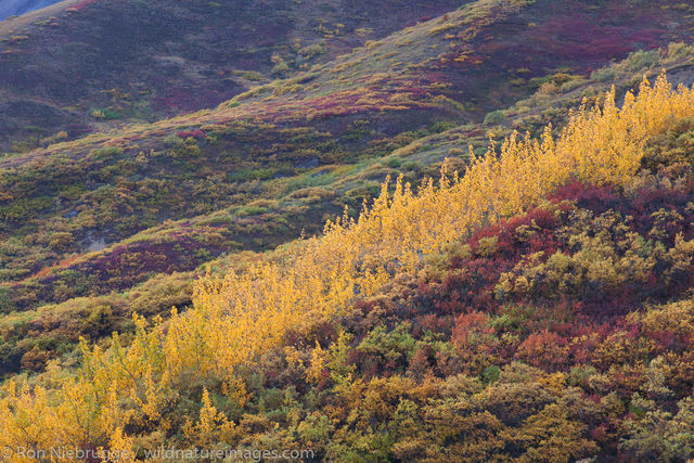 Denali National Park