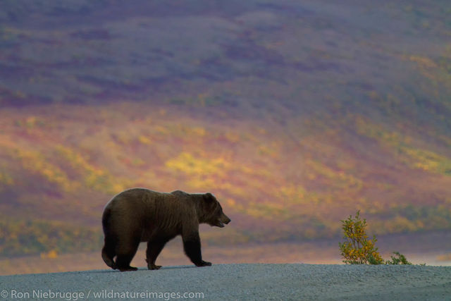 Grizzly Bear