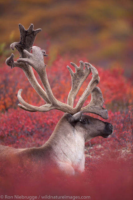 Bull Caribou