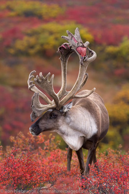 Bull Caribou