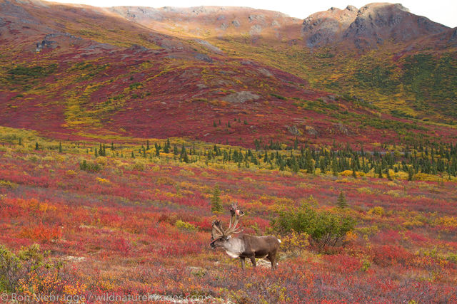 Caribou, Denali National Park