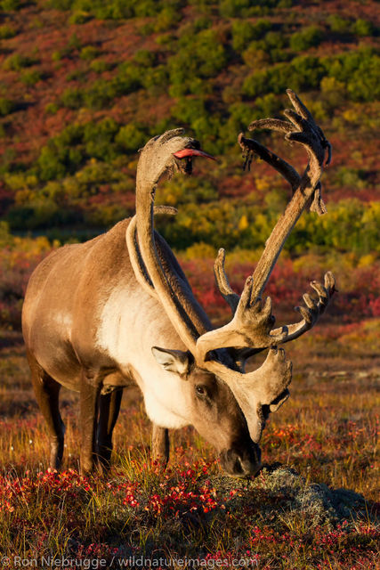 Denali National Park