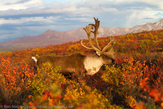 Caribou, Denali National Park