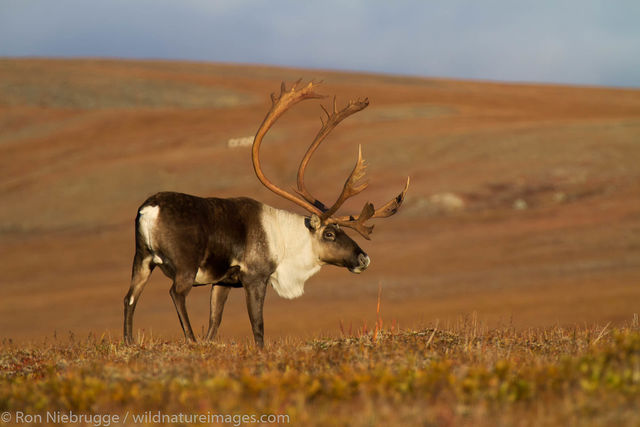 Caribou, Denali National Park