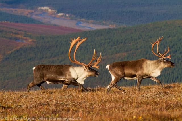 Caribou, Denali National Park