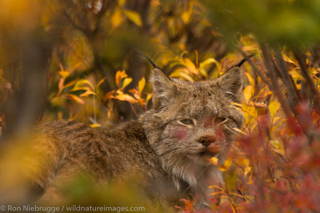 Wild Lynx, Denali National Park
