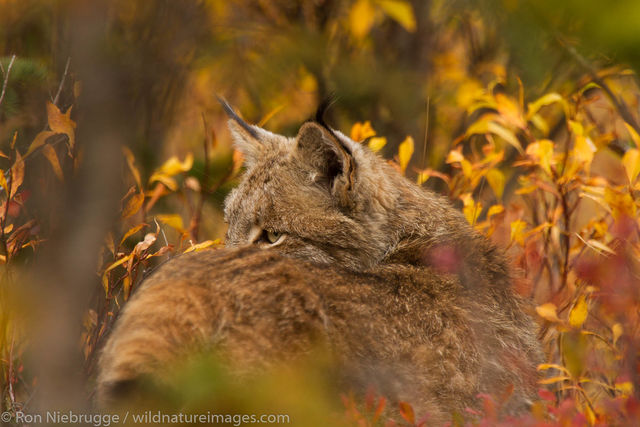 Wild Lynx, Denali National Park