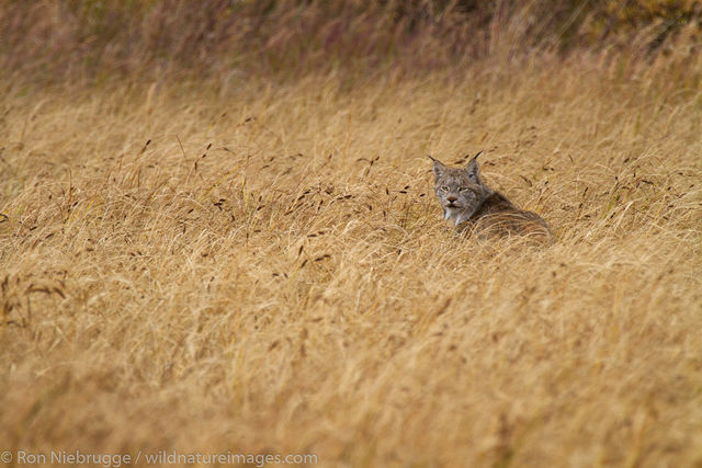 Wild Lynx