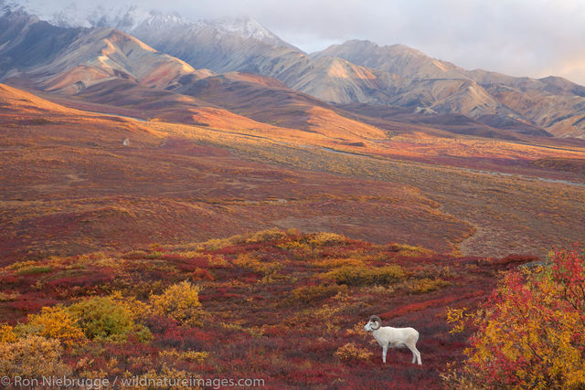 Dall Sheep